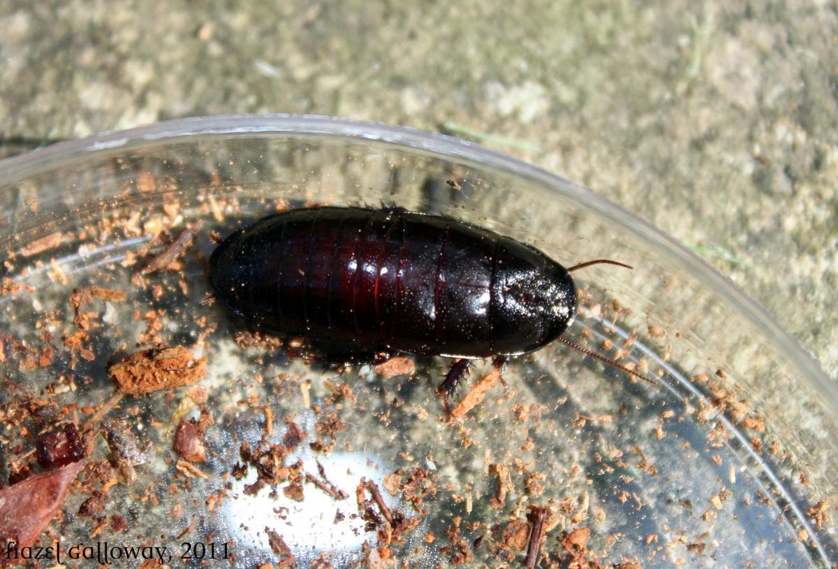 Cryptocercus punctulatus